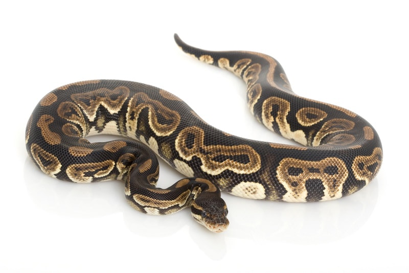 black pastel ball python in white background