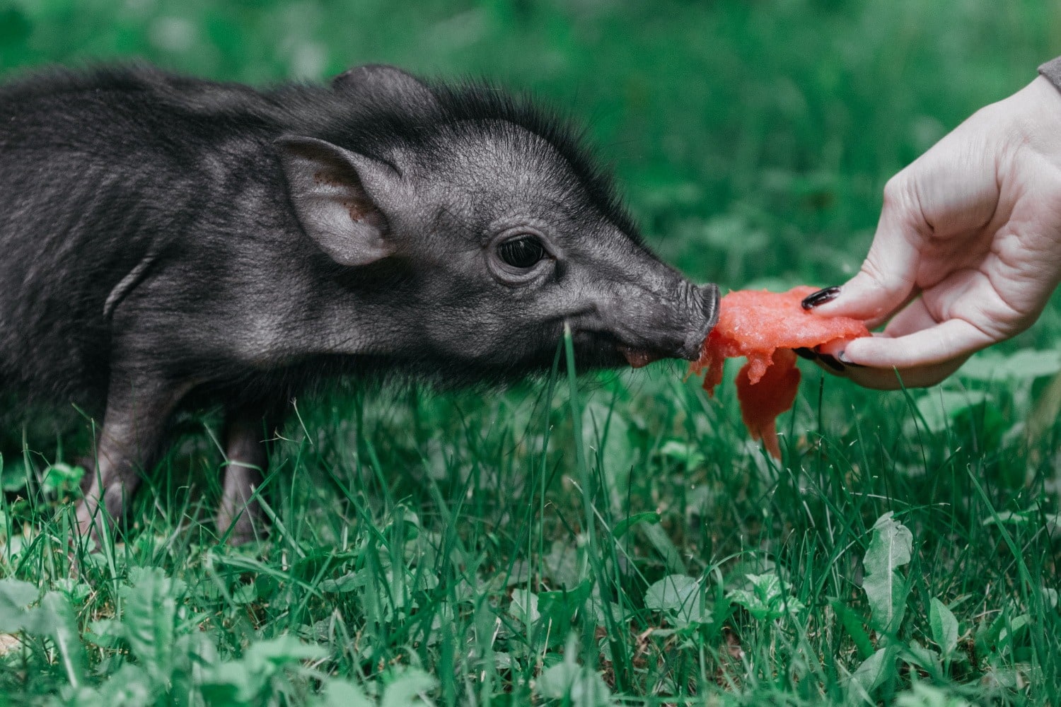 black piglet