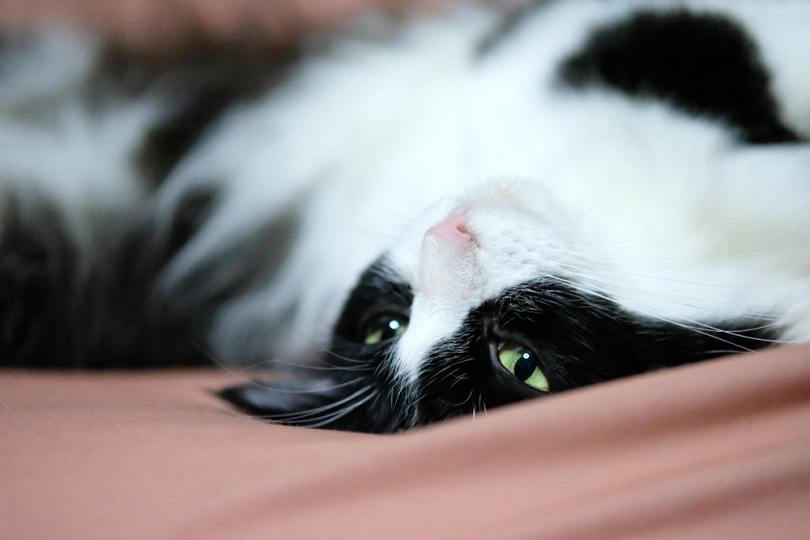 black-ragamuffin-lying-down_Kill_Baal_shutterstock