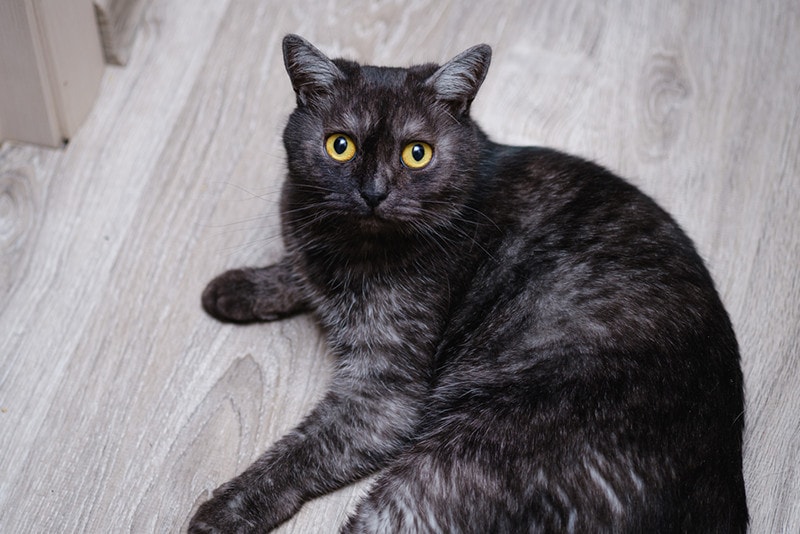 black smoke Scottish Folds,