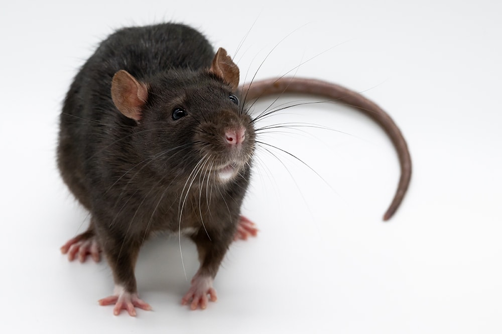 black standard rat