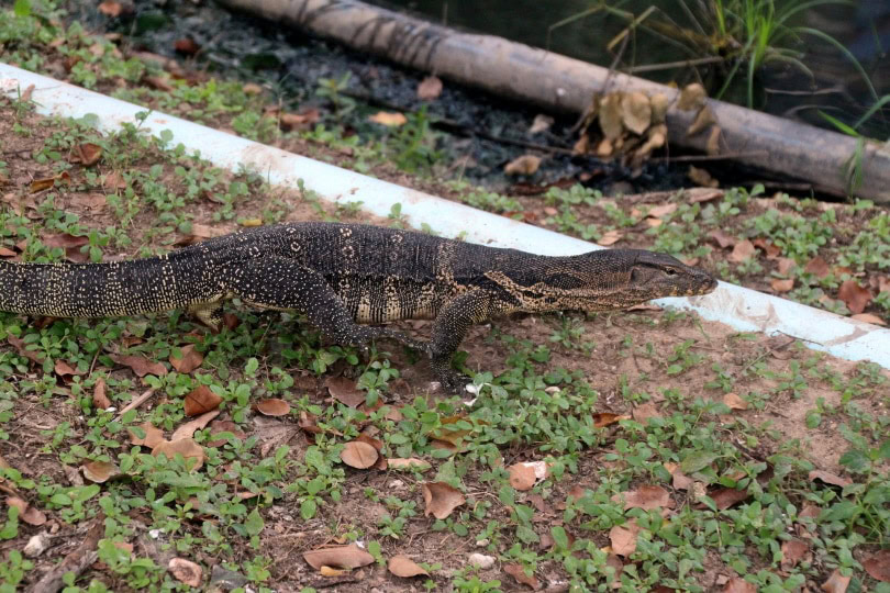 black throat monitor
