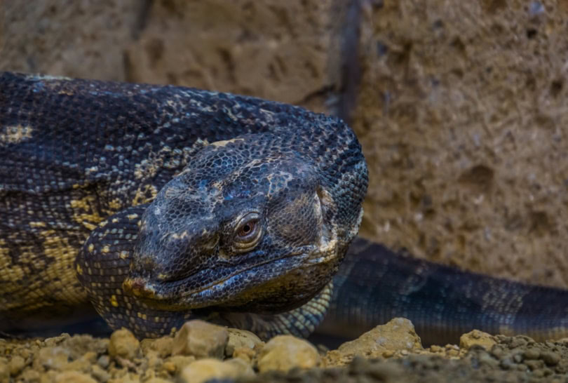 black throat monitor lizard close up