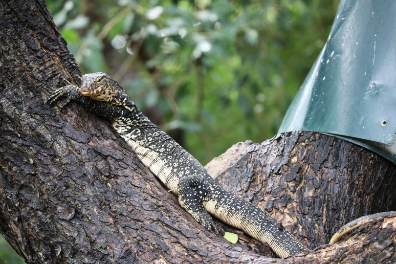 black throat monitor lizard in tree
