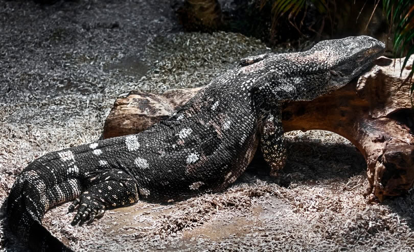 black throat monitor lizard
