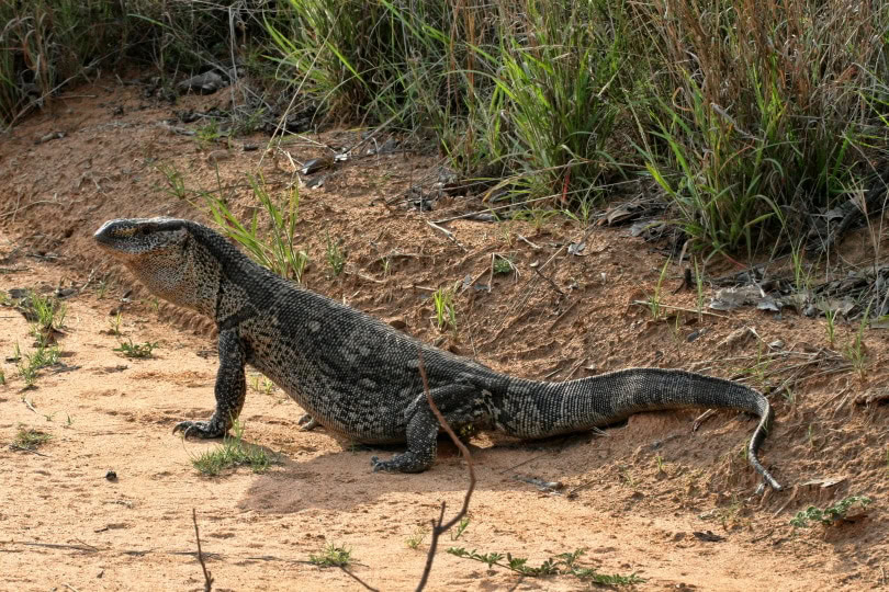 black throat monitor lizard