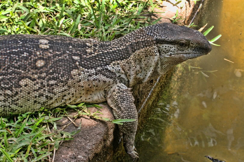 black throat monitor lizard