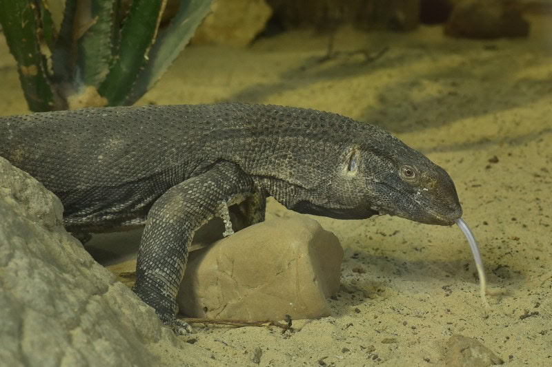 black throated monitor lizard