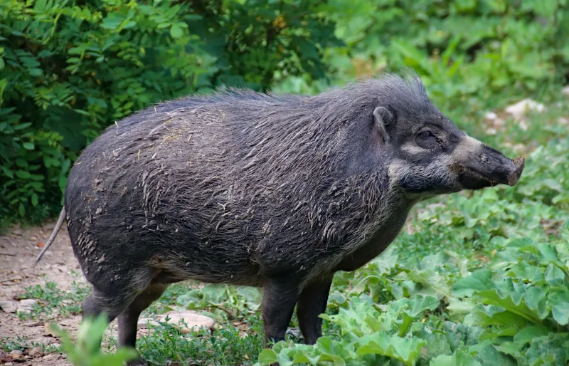 black wildboar