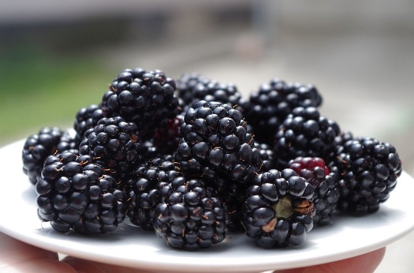 blackberries-pixabay