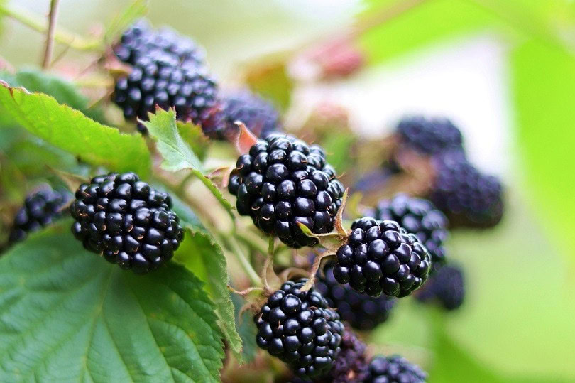 blackberries-pixabay