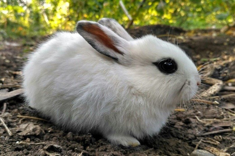 blanc de hotot outdoor