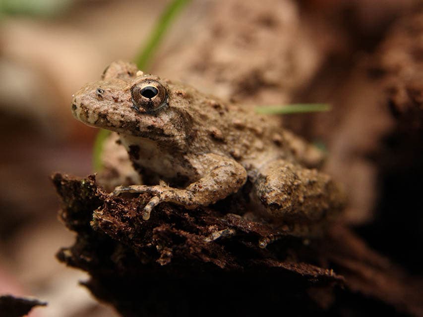 Blanchard's Cricket Frog