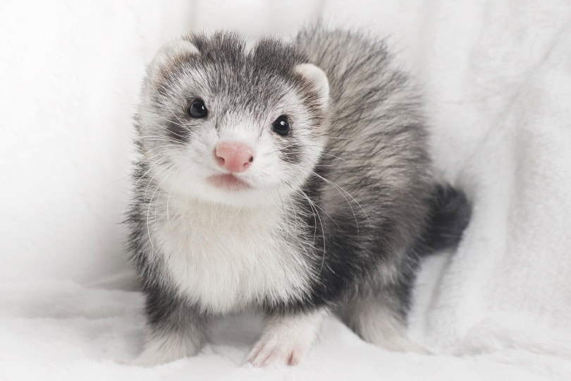 blazed ferret