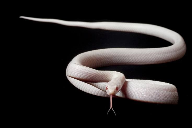 blizzard corn snake