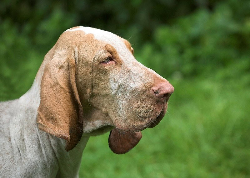 bloodhound dog