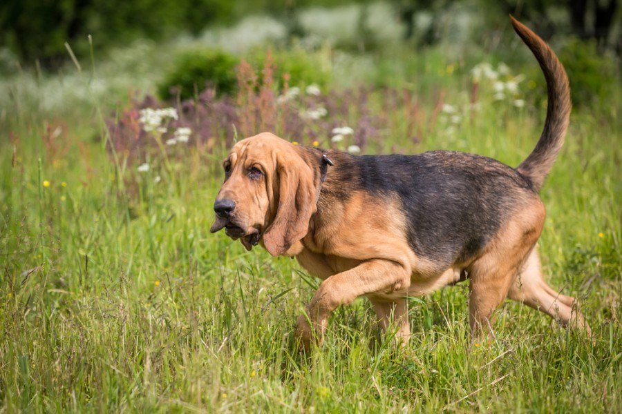 bloodhound_-Edoma_Shk