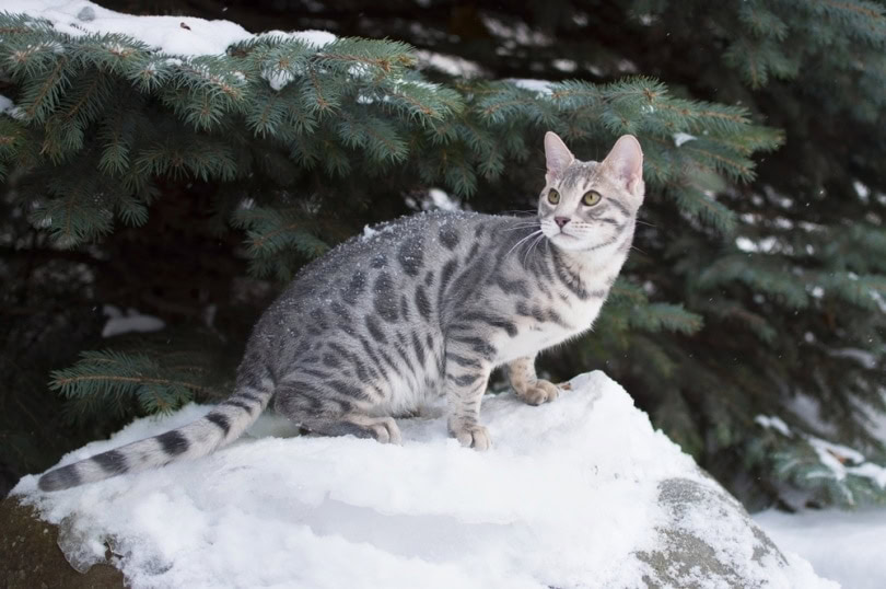 blue bengal kitten on the snow
