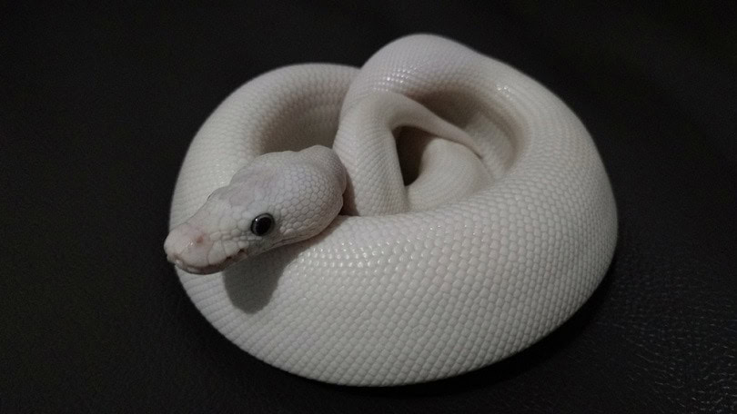 blue eye lucy morph is Ball python_Akekanick Pansang_shutterstock
