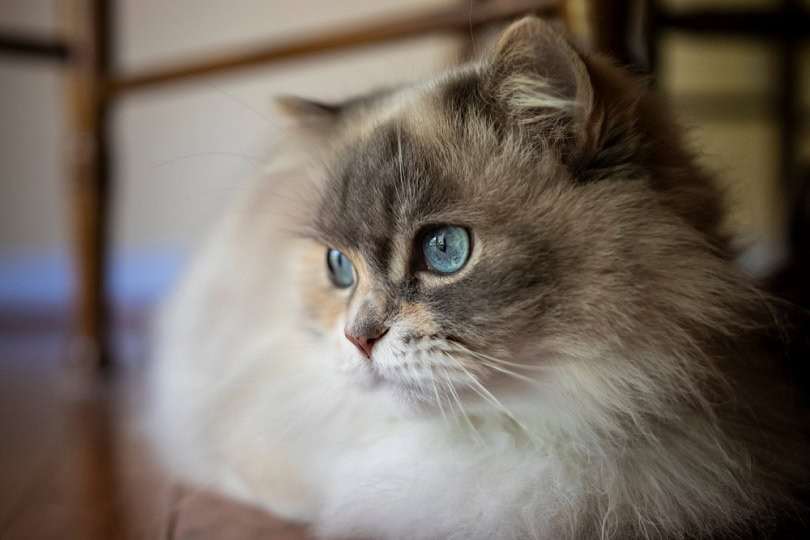 blue eyed Napoleon Minuet cat_Daves domestic cats_shutterstock