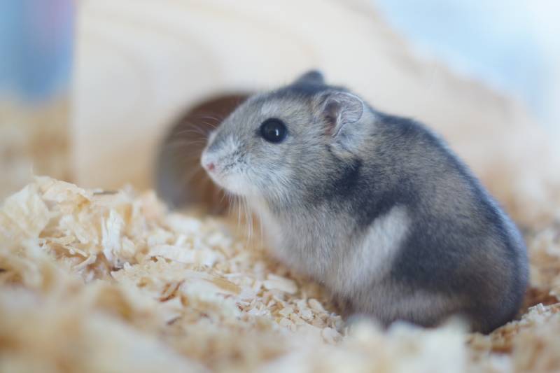 blue eyed hamster in a cage