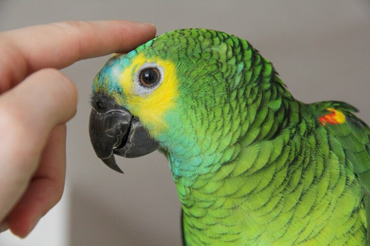 blue-fronted-amazon-parrot