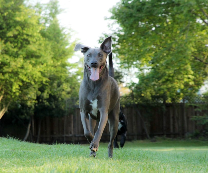 blue-lacy-dog-outdoor_jessica-lobsinger_shutterstock