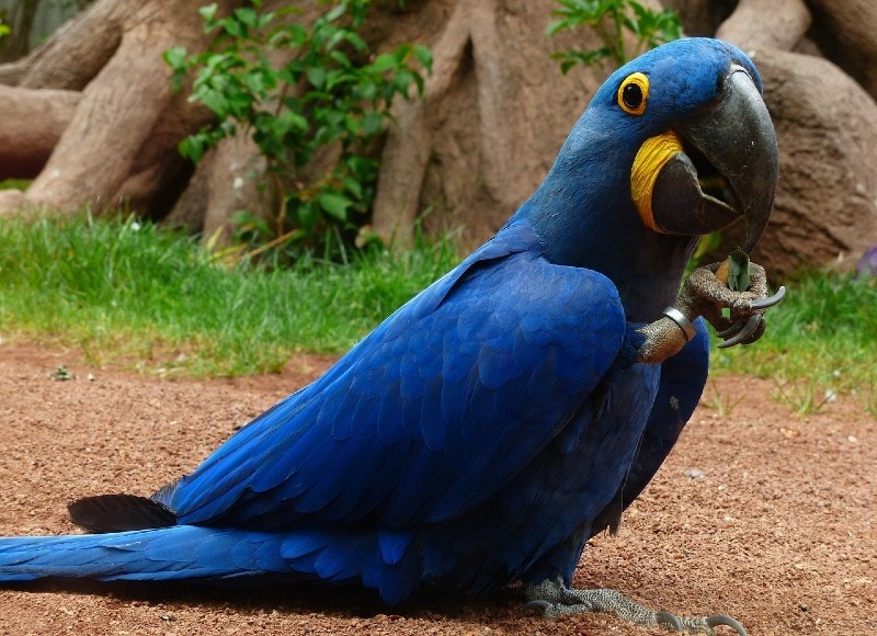 blue macaw on the ground