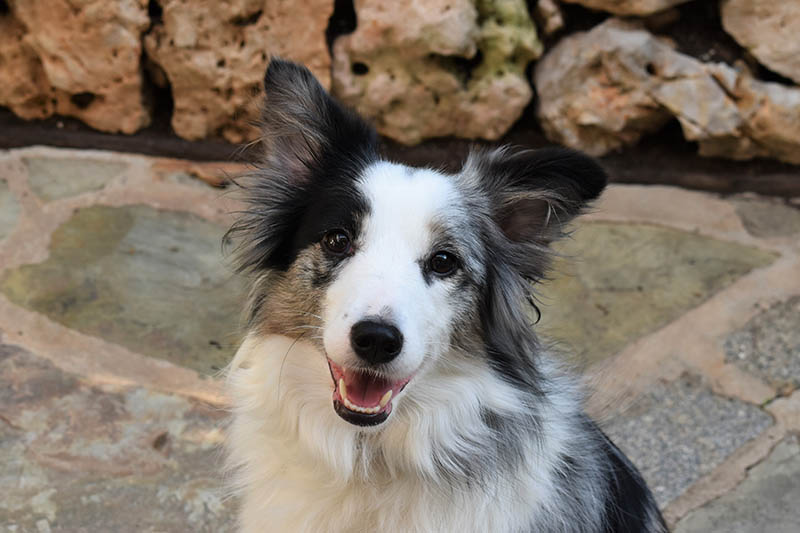 Blue merle mini border collie dog up close