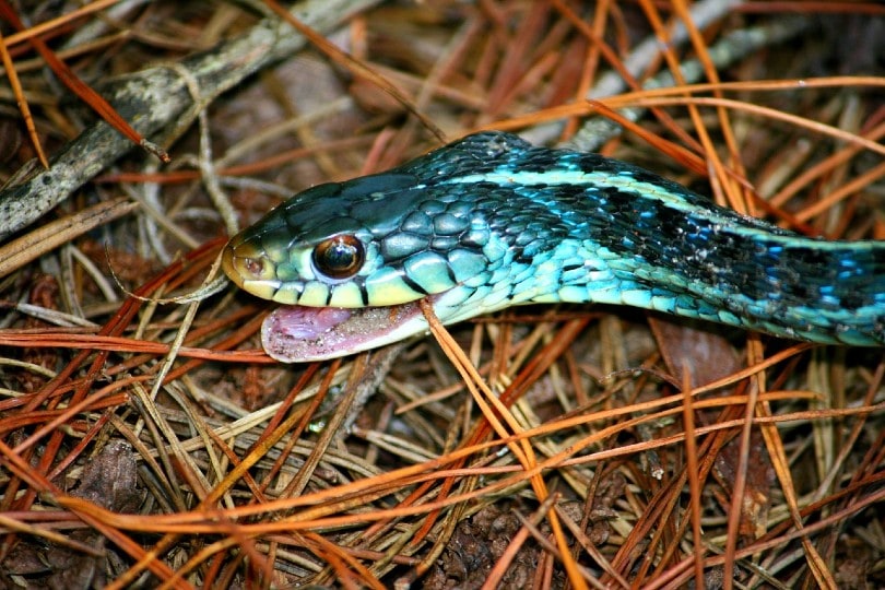 blue morph garter snake