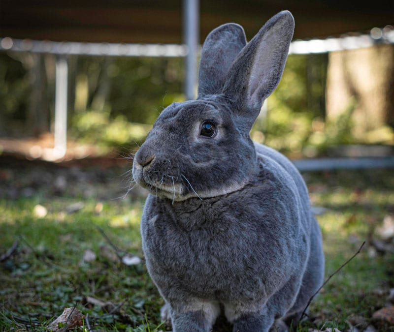 blue otter rex rabbit sitting in garden