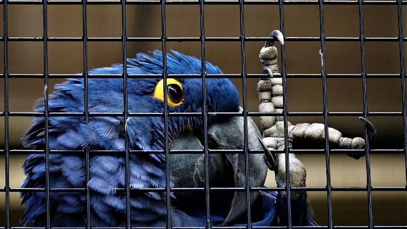 blue parrot inside cage