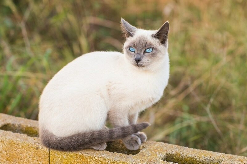 blue-point-siamese-cat_shutterstock_tatiana-chekryzhova-8500625