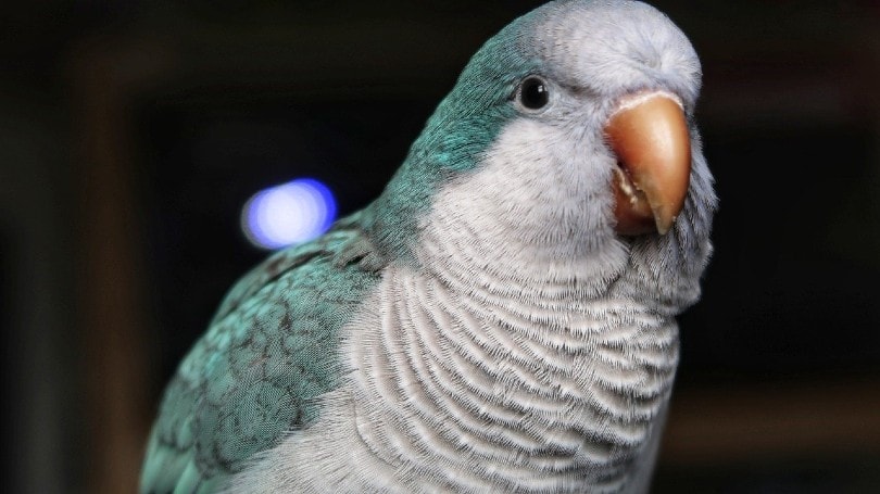 blue quaker parrot close up