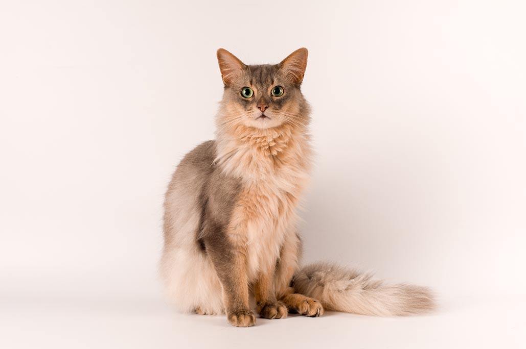 blue Somali cat
