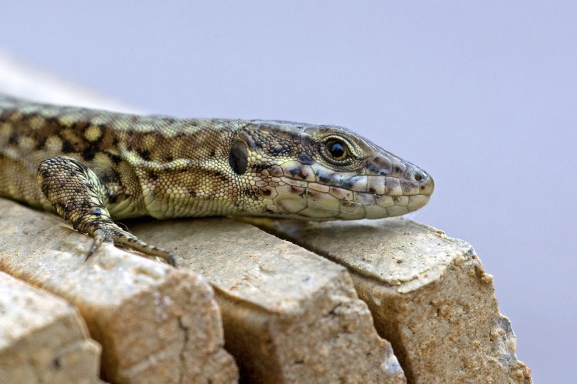 blue tegu_Pixabay