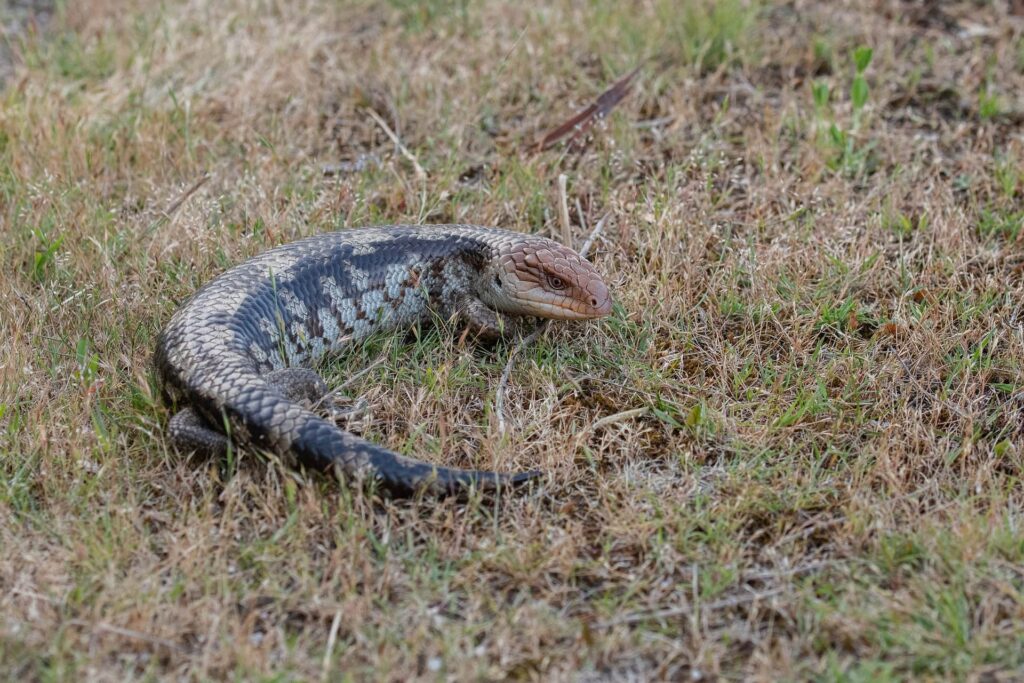 blue tongue skink_pen_ash_Pixabay