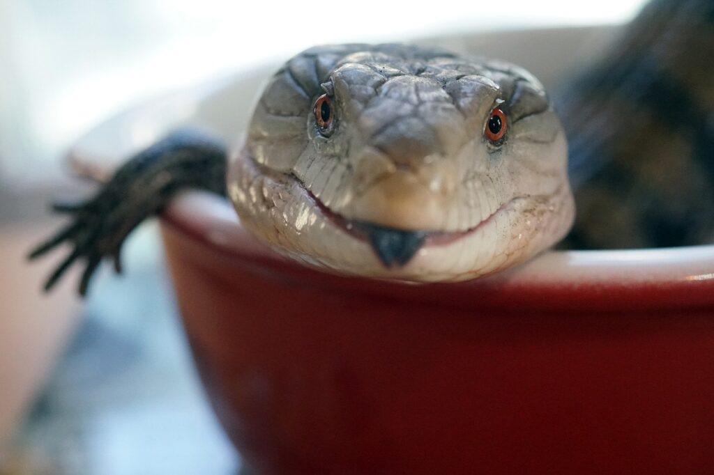 blue-tongued skink_Pixabay 