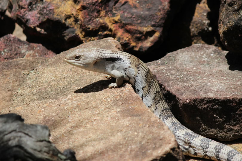 blue tongued skink_Piqsels