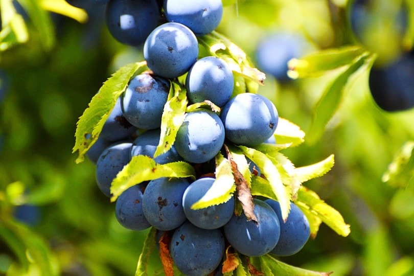 blueberries