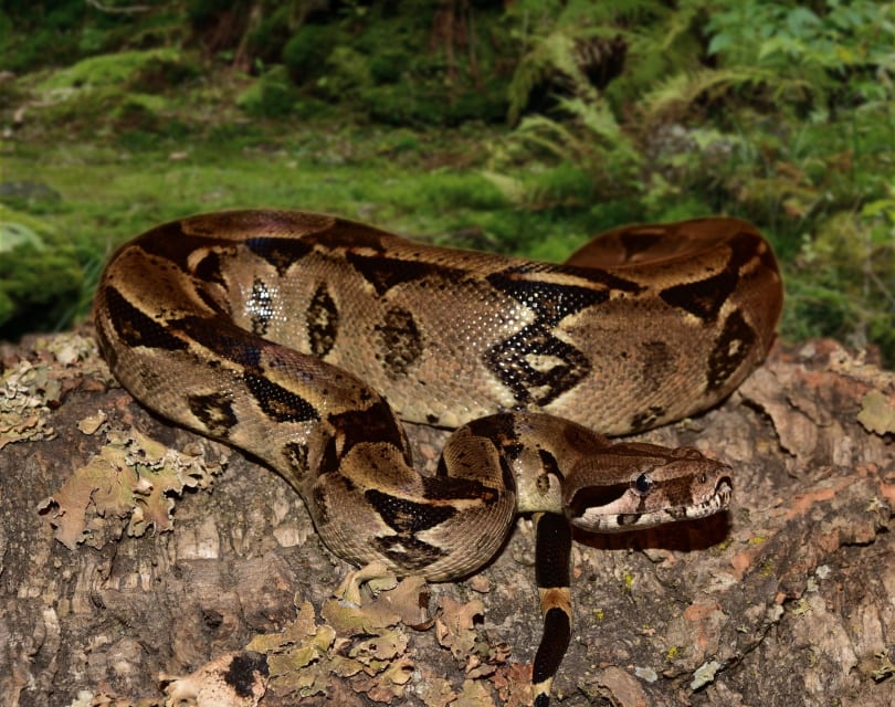 boa constrictor close up