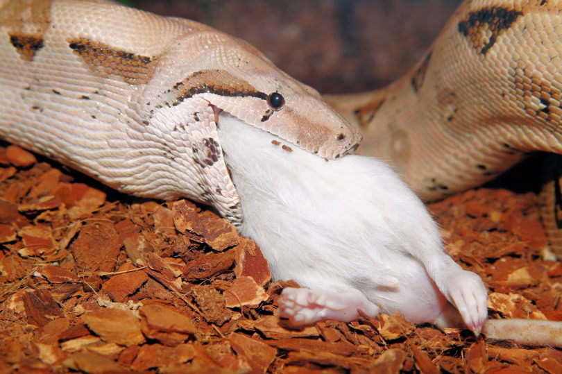 boa constrictor eating prey