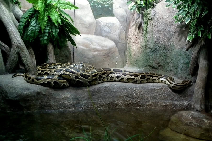 boa constrictor inside terrarium