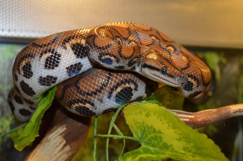 Brazilian rainbow boa snake on branch