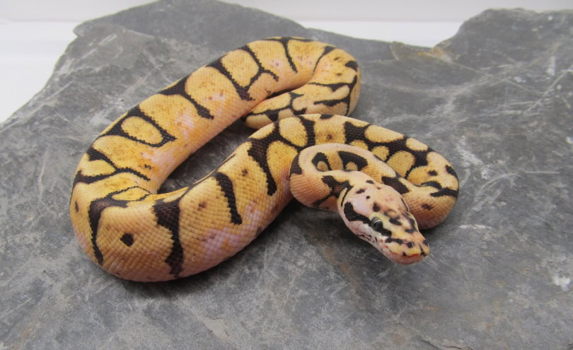 boa constrictor