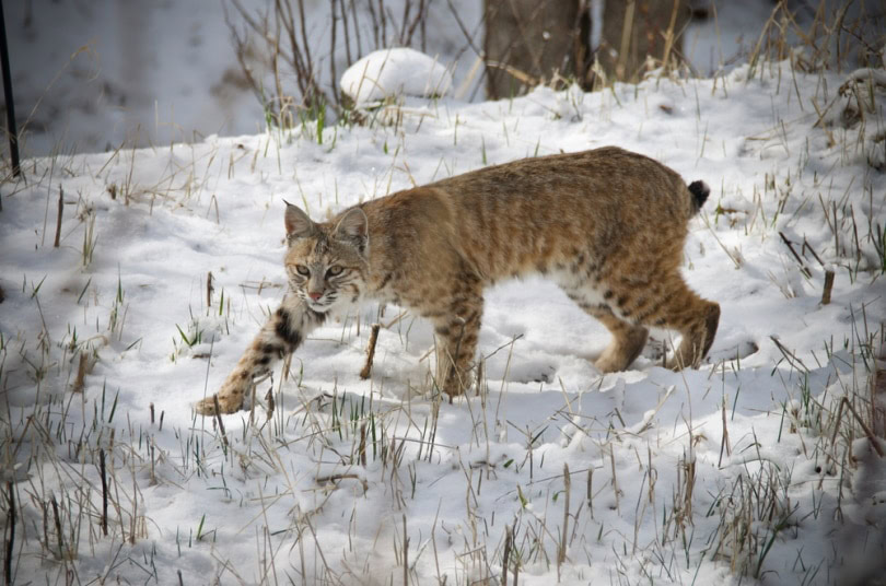 bob cat in the snow