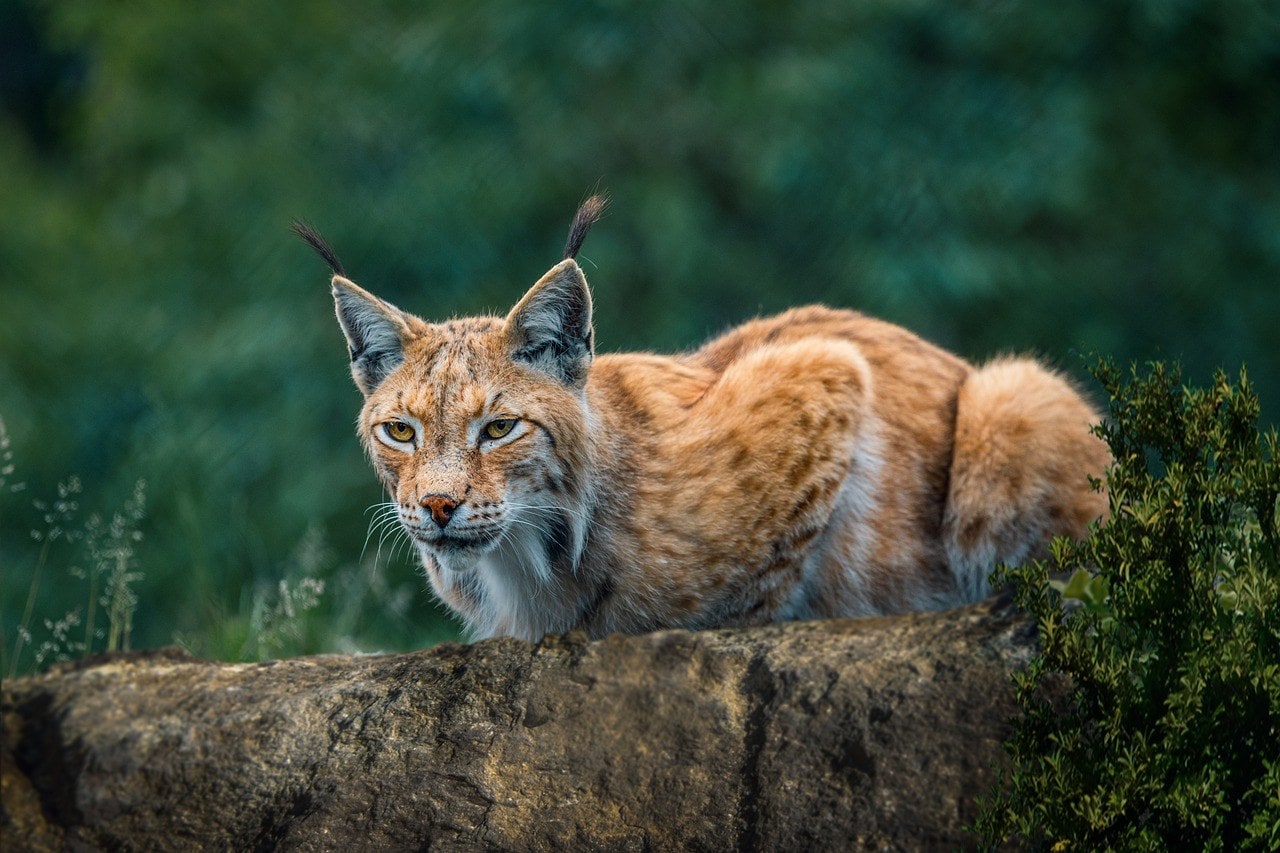 bob cat predator