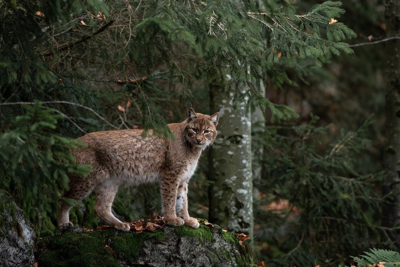 bobcat_Pixabay