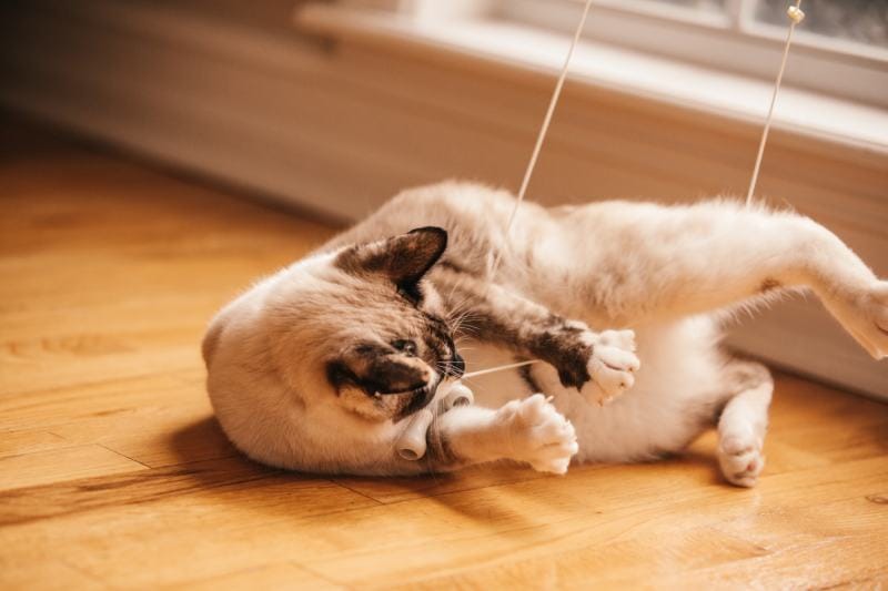 bobtailed cat playing with the string from the window blinds