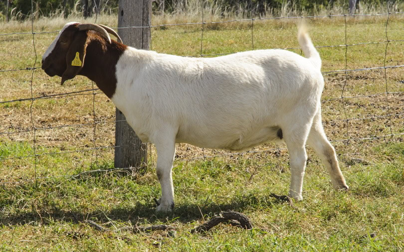 boer goat